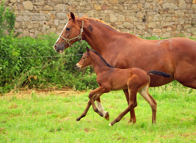 Klassic mit Tochter Klassic Moment v. His Moment - Foto: Beate Langels