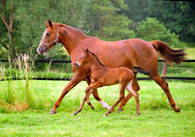 Klassic mit Tochter Klassic Moment v. His Moment - Foto: Beate Langels