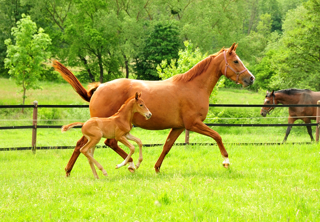 Stutfohlen von Zauberdeyk u.d. Prmienstute Klassic Motion v. High Motion - 
Trakehner Gestt Hmelschenburg - Foto: Beate Langels