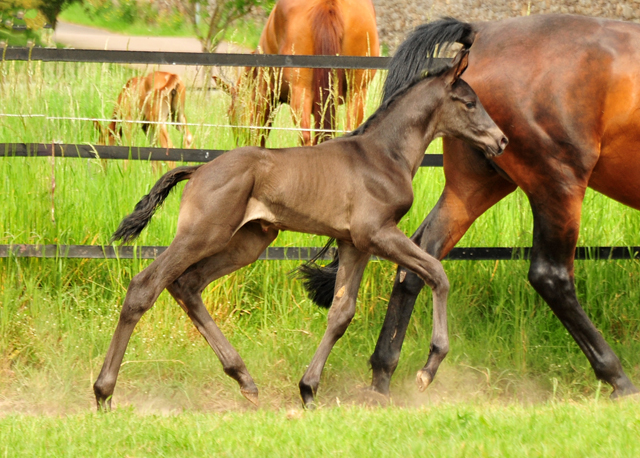 Hengstfohlen von His Moment x Imperio - Trakehner Gestt Hmelschenburg - Foto: Beate Langels - 
Trakehner Gestt Hmelschenburg