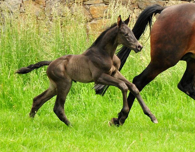 Hengstfohlen von His Moment x Imperio - Trakehner Gestt Hmelschenburg - Foto: Beate Langels - 
Trakehner Gestt Hmelschenburg