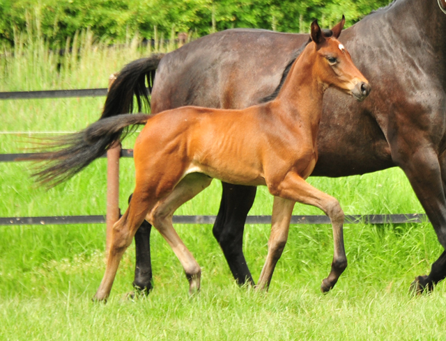  - 03.06.2021 Foto: Pia Elger - Trakehner Gestt Hmelschenburg