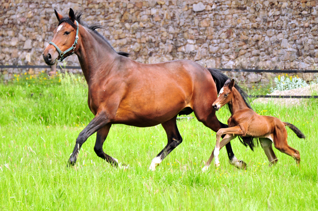 Stutfohlen von Saint Cyr u.d. Pr.St. Karida v. Oliver Twist - Foto: Beate Langels - Trakehner Gestt Hmelschenburg