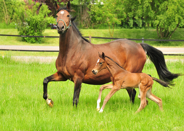 Stutfohlen von Saint Cy u.d. Pr.St. Karida v. Oliver Twist - Foto: Beate Langels - Trakehner Gestt Hmelschenburg