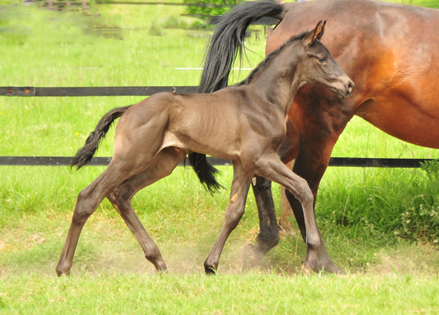 Hengstfohlen von His Moment x Imperio - Trakehner Gestt Hmelschenburg - Foto: Beate Langels - 
Trakehner Gestt Hmelschenburg