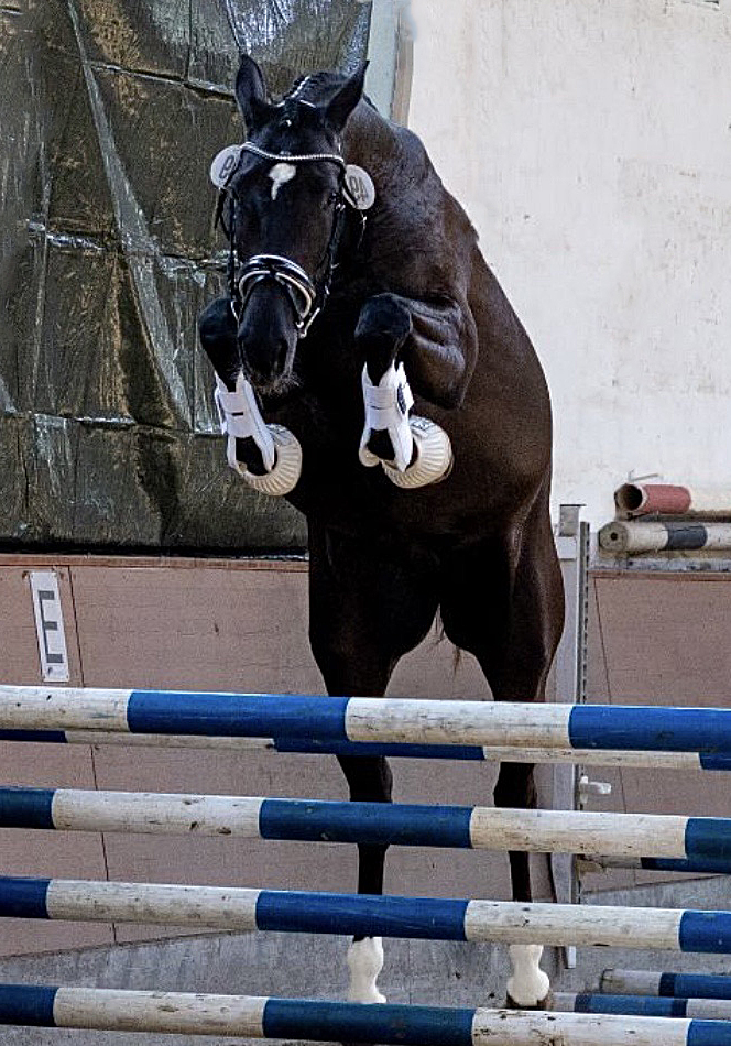 Trakehner Filly by Zauberdeyk out of Pr.St. Gabbana
 by High Motion - Gest t H melschenburg