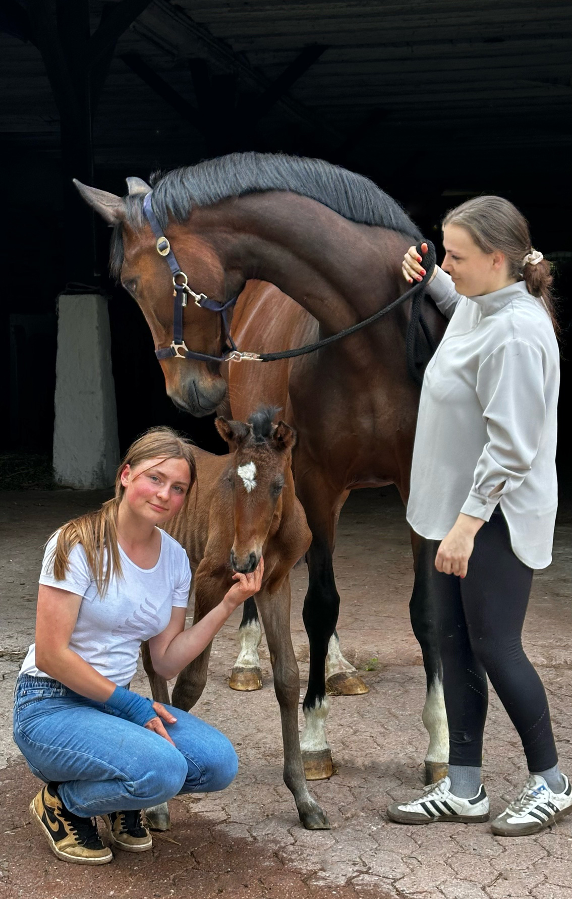Kaspina - Trakehner Stute von Hopkins u.d. Karidia v. Saint Cyr u.d. Pr.u. ESt. Karida v. Oliver Twist - Foto: Beate Langels - Trakehner Gest�t H�melschenburg