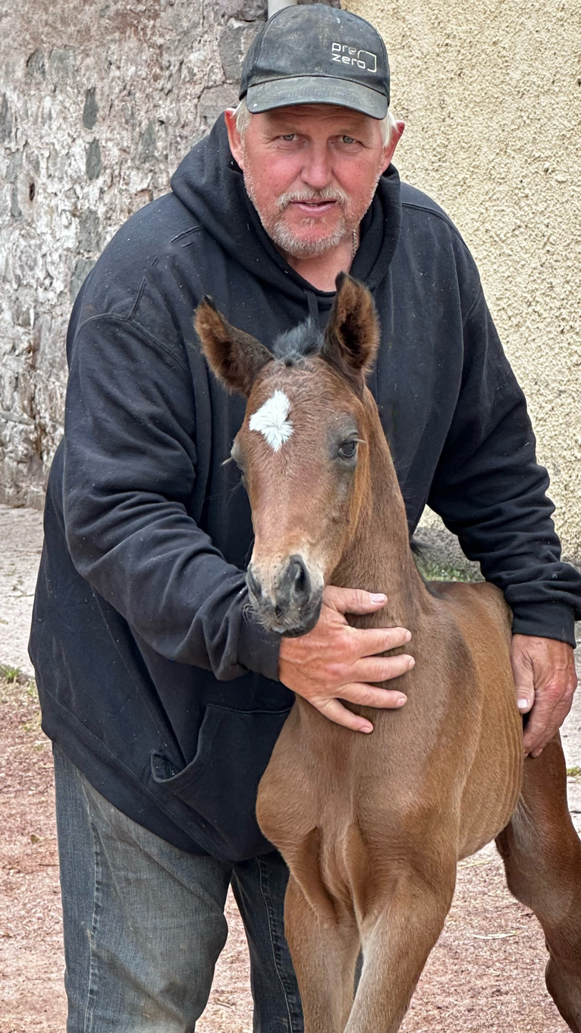 Kaspina - Trakehner Filly by Hopkins out of Pr.St. Karidia by Saint Cyr - Foto: Beate Langels - Trakehner Gest�t H�melschenburg