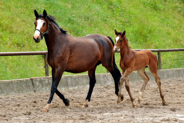 Trakehner Filly by Saint Cyr out of Premiummare Tavolara by Exclusiv  - Trakehner Gestt Hmelschenburg Beate Langels