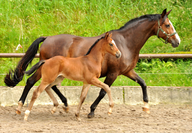 Trakehner Filly by Saint Cyr out of Premiummare Tavolara by Exclusiv  - Trakehner Gestt Hmelschenburg Beate Langels