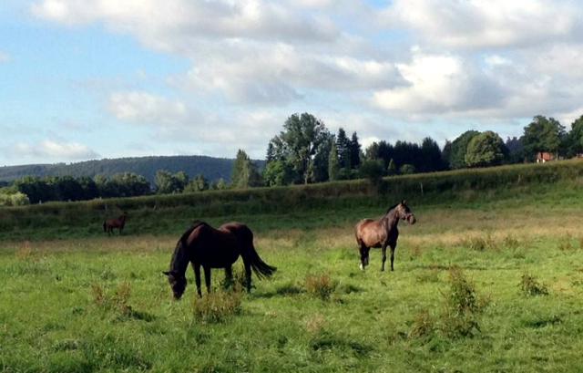 3. Juli 2016 - Trakehner Gestüt Hämelschenburg - Beate Langels