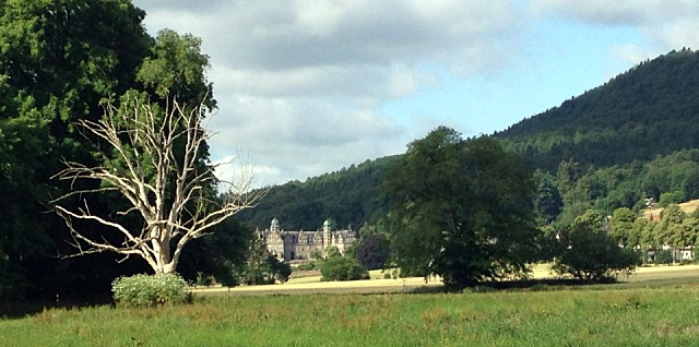 3. Juli 2016 - Trakehner Gestüt Hämelschenburg - Beate Langels