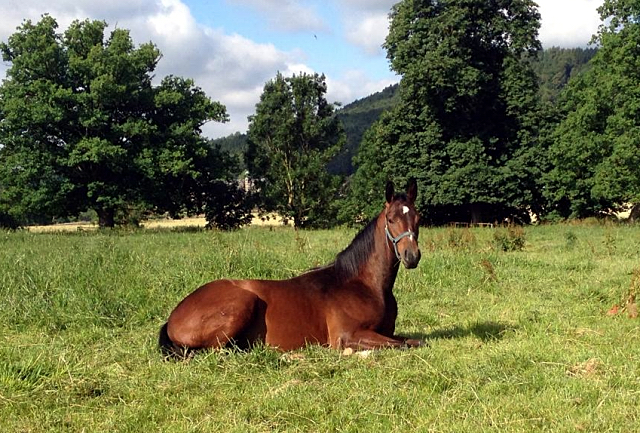 3. Juli 2016 - Trakehner Gestüt Hämelschenburg - Beate Langels