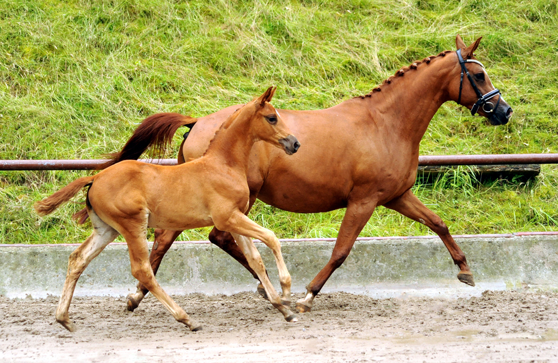 Stutfohlen von His Moment u.d. Prmien- u. Staatsprmienstute Klassic Motion v. High Motion - 
Trakehner Gestt Hmelschenburg - Foto: Langels