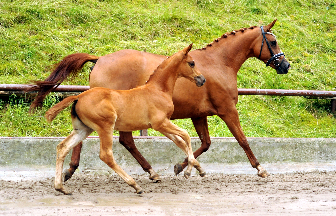 Stutfohlen von His Moment u.d. Prmien- u. Staatsprmienstute Klassic Motion v. High Motion - 
Trakehner Gestt Hmelschenburg - Foto: Langels