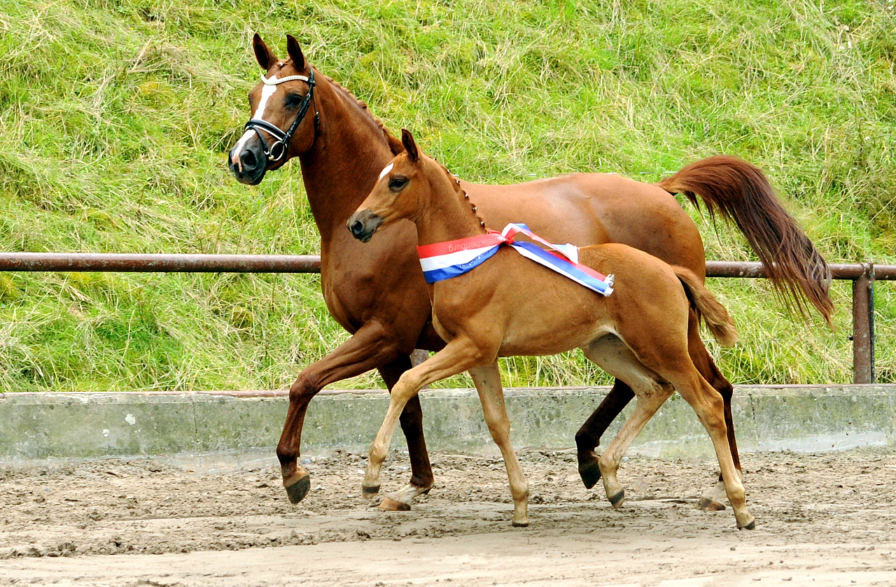 Klassic's Aurora - Trakehner Stutfohlen von His Moment u.d. Pr.u.StPrSt. Klassic Motion v. High Motion