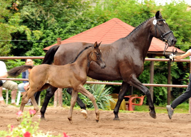 Trakehner Stutfohlen von Saint Cyr u.d. Kalypso u.d. Hohenstein  - Foto: Beate Langels, Gestt Hmelschenburg