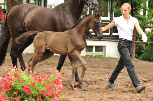 Trakehner Stutfohlen von Saint Cyr u.d. Kalypso u.d. Hohenstein  - Foto: Beate Langels, Gestt Hmelschenburg