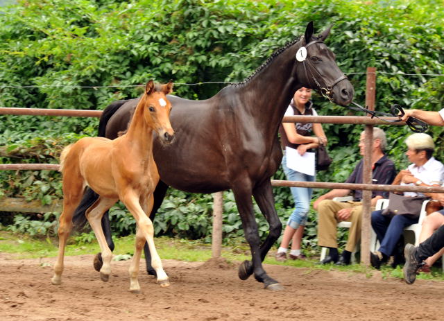 Trakehner Stutfohlen von Adamello u.d. Katharine v. Catarakt  - Foto: Beate Langels, Gestt Hmelschenburg