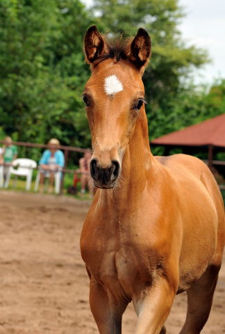 Trakehner Stutfohlen von Adamello u.d. Katharine v. Catarakt  - Foto: Beate Langels, Gestt Hmelschenburg