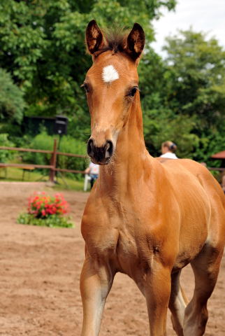 Trakehner Stutfohlen von Adamello u.d. Katharine v. Catarakt  - Foto: Beate Langels, Gestt Hmelschenburg