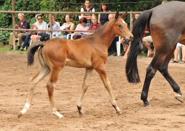 Stutfohlen von Easton u.d. Pr.St. Anjana v. Freudenfest u.d. Elitestute Agatha Christy v. Showmaster