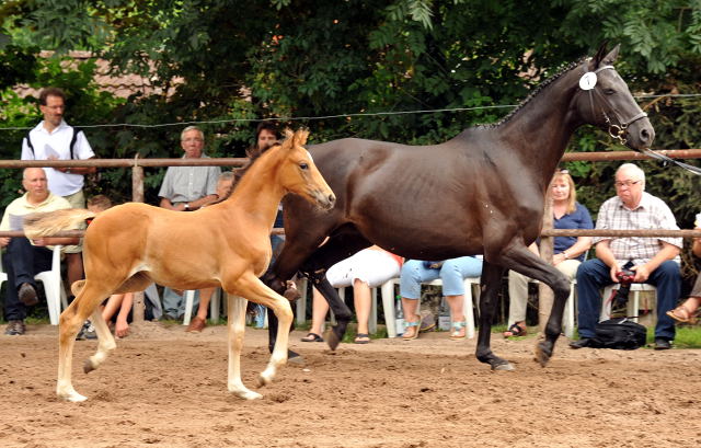Trakehner Stutfohlen von Adamello u.d. Katharine v. Catarakt  - Foto: Beate Langels, Gestt Hmelschenburg