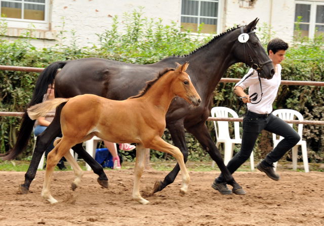 Trakehner Stutfohlen von Adamello u.d. Katharine v. Catarakt  - Foto: Beate Langels, Gestt Hmelschenburg