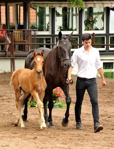 Trakehner Stutfohlen von Adamello u.d. Katharine v. Catarakt  - Foto: Beate Langels, Gestt Hmelschenburg