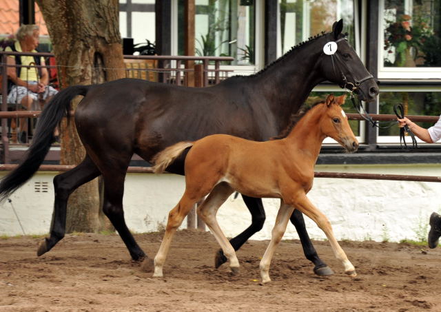 Trakehner Stutfohlen von Adamello u.d. Katharine v. Catarakt  - Foto: Beate Langels, Gestt Hmelschenburg