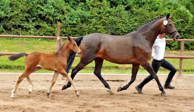 Stutfohlen von Easton u.d. Pr.St. Anjana v. Freudenfest u.d. Elitestute Agatha Christy v. Showmaster