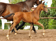 Siegerin der Stutfohlen: Stutfohlen von Saint Cyr u.d. Pr.St. Tavolara v. Exclusiv