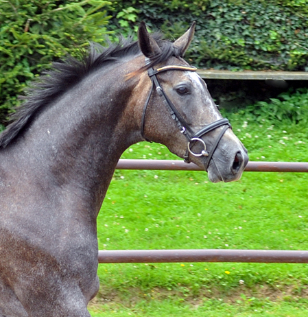 Tea and Sugar von Exclusiv - Foto: Beate Langels, Trakehner Gestt Hmelschenburg