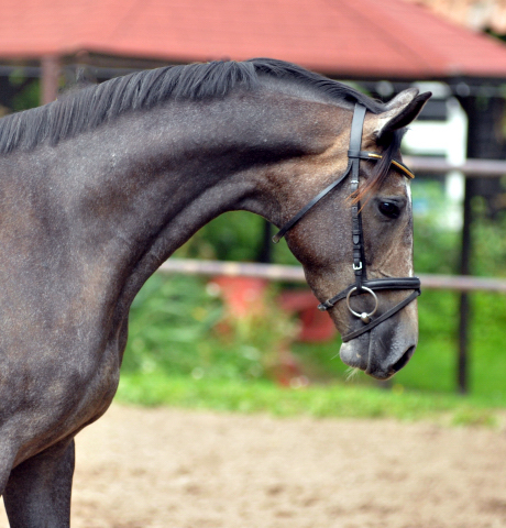 Tea and Sugar von Exclusiv - Foto: Beate Langels, Trakehner Gestt Hmelschenburg