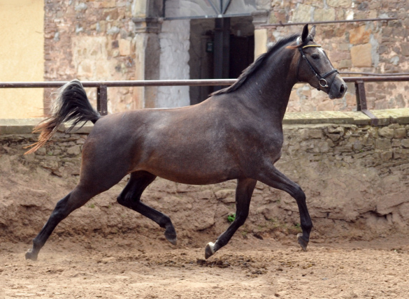 Tea and Sugar von Exclusiv - Foto: Beate Langels, Trakehner Gestt Hmelschenburg