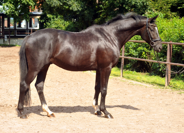 Kurz angeritten - Gestt Hmelschenburg, Foto: Beate Langels, 
Trakehner Gestt Hmelschenburg - Beate Langels