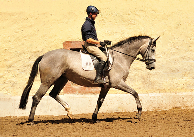 Tea Cup v. Exclusiv u.d. Teatime v. Summertime - Foto. Beate Langels Gestt Hmelschenburg