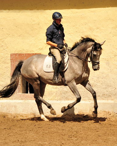 3jhrige Trakehner Prmienstute TEACUP v. Exclusiv u.d. Teatime v. Summertime - Foto: Beate Langels - Trakehner Gestt Hmelschenburg