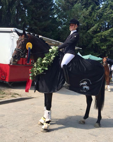 Mount Saint-Cyr - Hengst von Saint Cyr x Summertime - Trakehner Gestt Hmelschenburg 2018 - Foto: privat