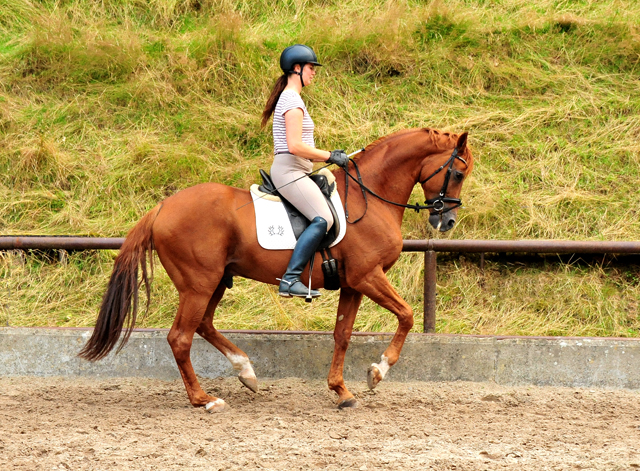 Karo Mller und Zauberdeyk - Anfang August 2020 im Trakehner Gestt Hmelschenburg - Foto: Beate Langels