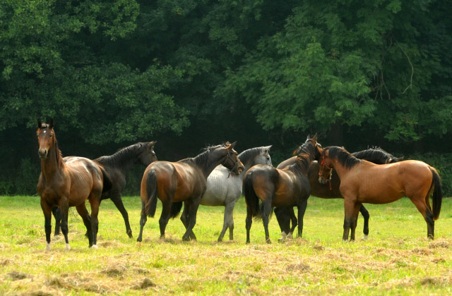 Jhrlingshengste Anfang September 2012, Foto: Beate Langels, Trakehner Gestt Hmelschenburg