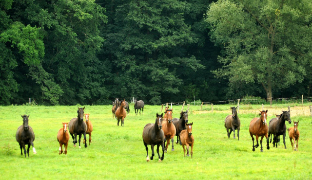 Weideumtrieb der Stuten und Fohlen in Hmelschenburg - Anfang September 2012, Foto: Beate Langels, Trakehner Gestt Hmelschenburg