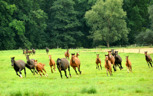 Weideumtrieb der Stuten und Fohlen in Hmelschenburg - Anfang September 2012, Foto: Beate Langels, Trakehner Gestt Hmelschenburg