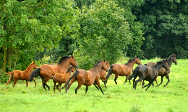 Weideumtrieb der Stuten und Fohlen in Hmelschenburg - Anfang September 2012, Foto: Beate Langels, Trakehner Gestt Hmelschenburg