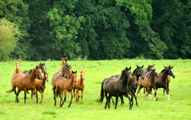 Weideumtrieb der Stuten und Fohlen in Hmelschenburg - Anfang September 2012, Foto: Beate Langels, Trakehner Gestt Hmelschenburg