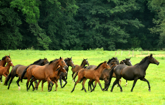 Weideumtrieb der Stuten und Fohlen in Hmelschenburg - Anfang September 2012, Foto: Beate Langels, Trakehner Gestt Hmelschenburg