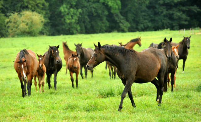 Weideumtrieb der Stuten und Fohlen in Hmelschenburg - Anfang September 2012, Foto: Beate Langels, Trakehner Gestt Hmelschenburg