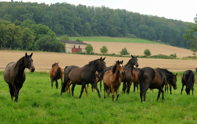 Weideumtrieb der Stuten und Fohlen in Hmelschenburg - Anfang September 2012, Foto: Beate Langels, Trakehner Gestt Hmelschenburg