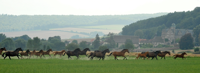 Weideumtrieb der Stuten und Fohlen in Hmelschenburg - Anfang September 2012, Foto: Beate Langels, Trakehner Gestt Hmelschenburg