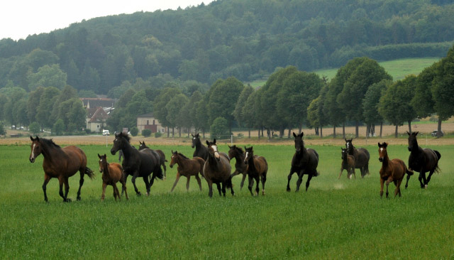 Weideumtrieb der Stuten und Fohlen in Hmelschenburg - Anfang September 2012, Foto: Beate Langels, Trakehner Gestt Hmelschenburg